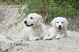 GOLDEN RETRIEVER 769